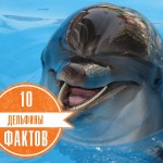 Дельфины. 10 фактов