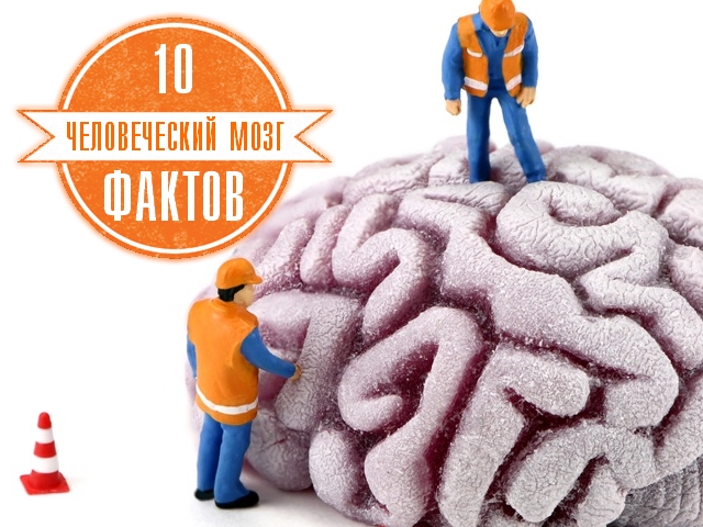 Возможности человеческого мозга. 10 фактов