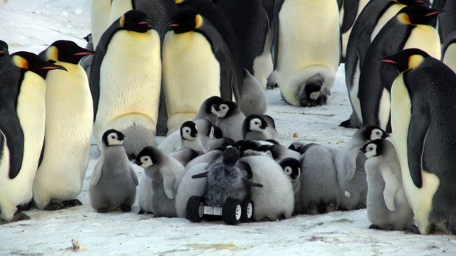 Робот-пингвиненок. Ученые научились шпионить за стеснительными пингвинами