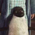 Пингвин Монти: 22 000 000 просмотров за месяц на YouTube