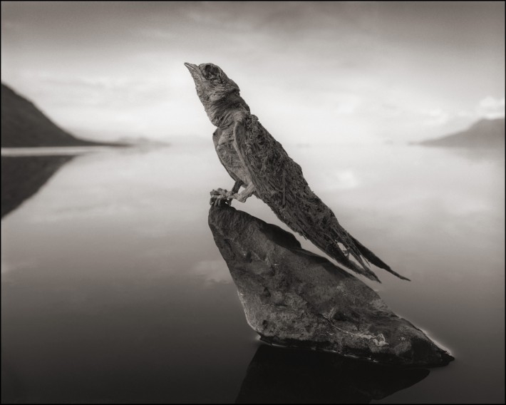 Озеро Натрон, превращающее в камень