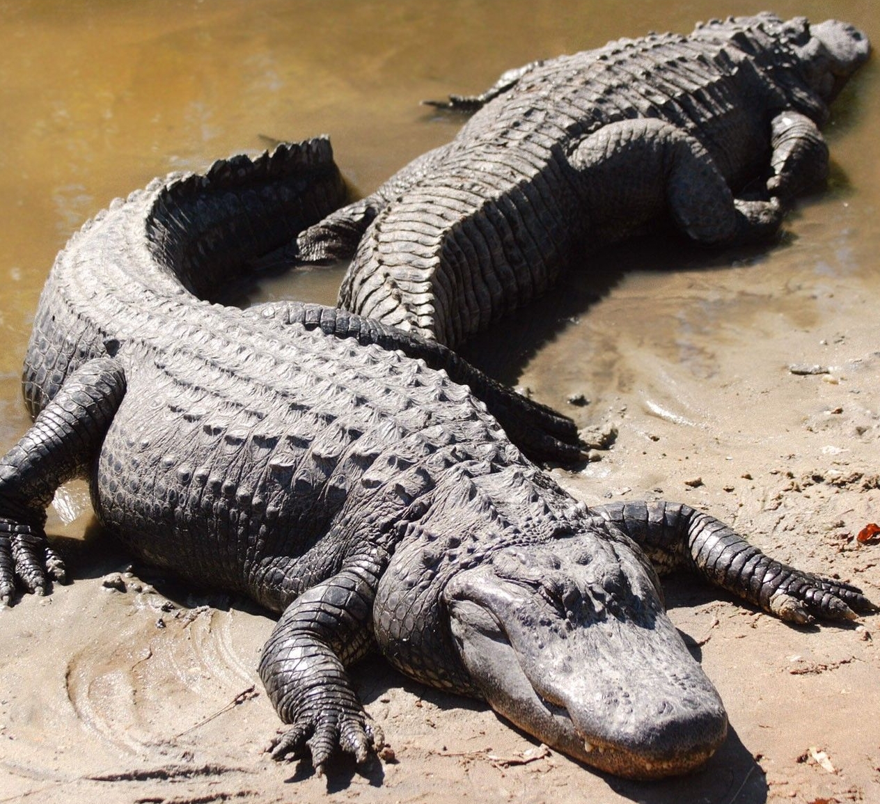 Животные Коста-Рики: Американский крокодил