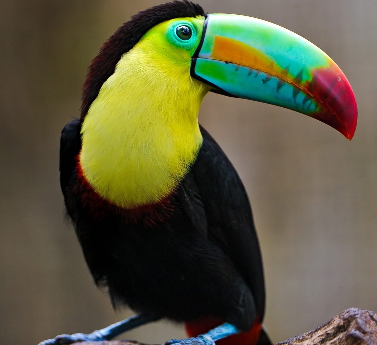 Животные Коста-Рики: Тукан