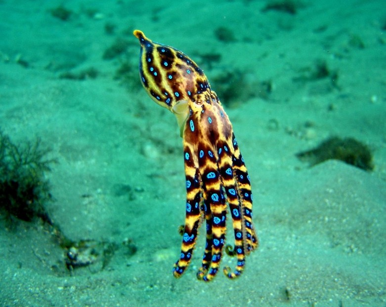 Самые опасные животные мира: Синекольчатый осьминог